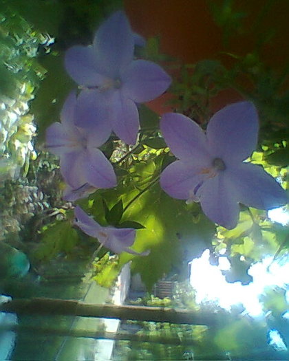 campanula mova