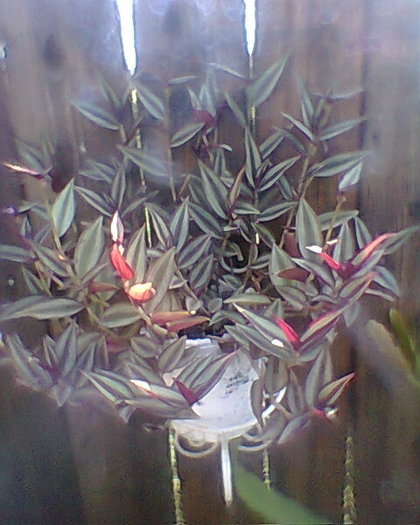 Photo^^0143 - diverse flori 2012