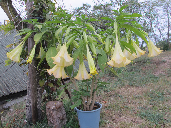 brugmansia2 - Diverse plante