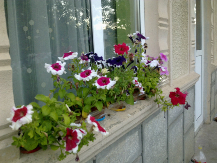 ( 0)02072011220 - alte flori