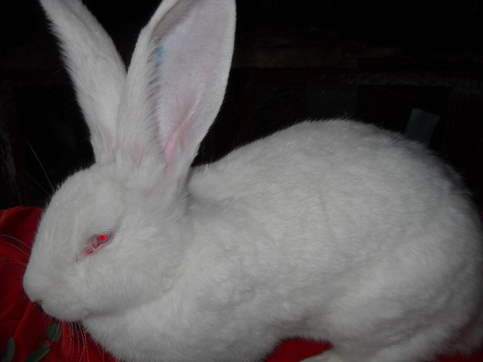 DSCN5956; FEMELA 8 LUNI-300 RON-VANDUT
