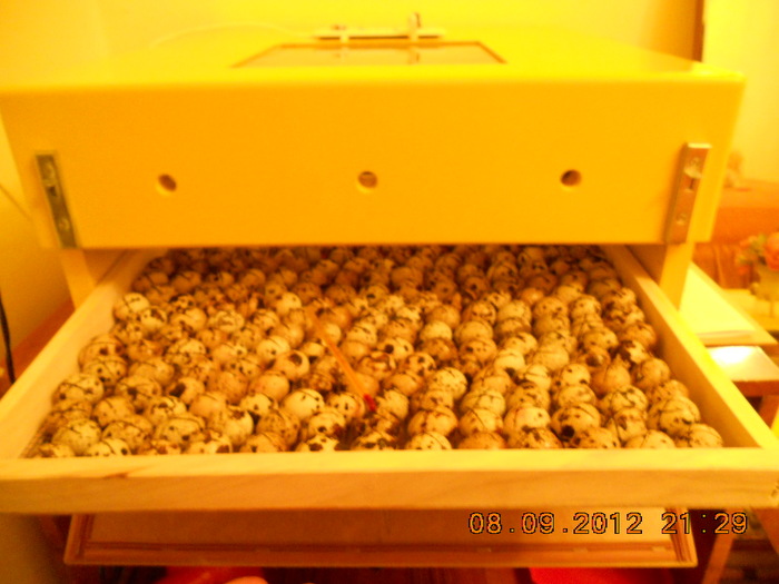 003 - incubatoarele mele