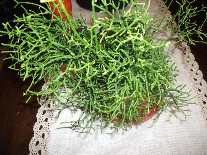 DSCF2399 - Rhipsalis