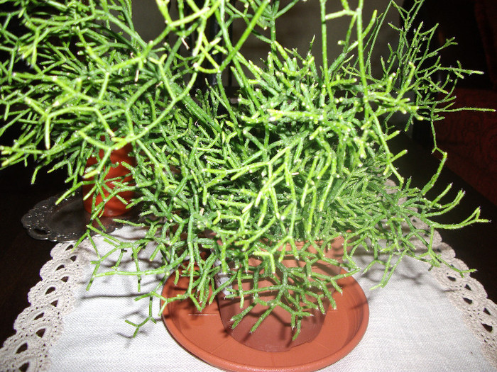 DSCF2401 - Rhipsalis