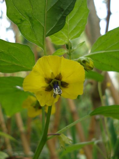 floare de Physalis peruviana - din gradina 2012