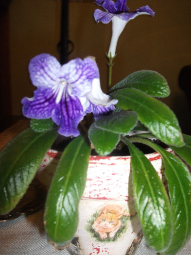 DSCF2415 - Primul streptocarpus