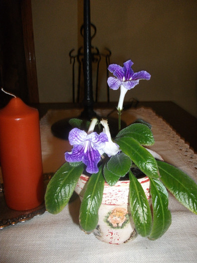 DSCF2416 - Primul streptocarpus