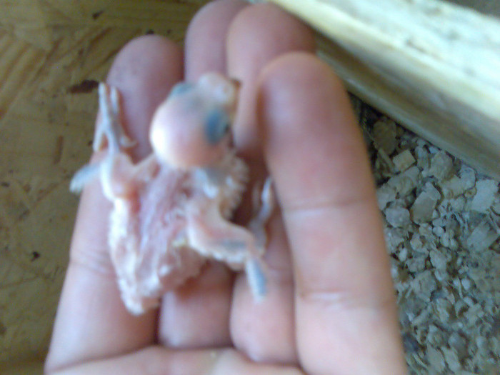 Imag026; la inaltime :)))
