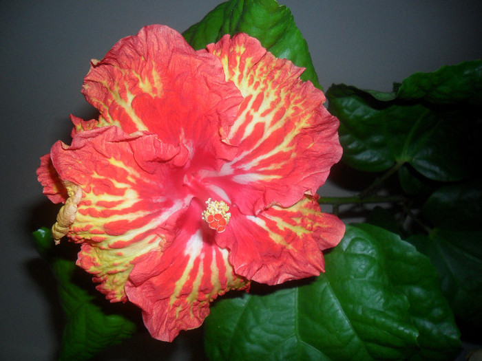 Hibiscus Sun Shower