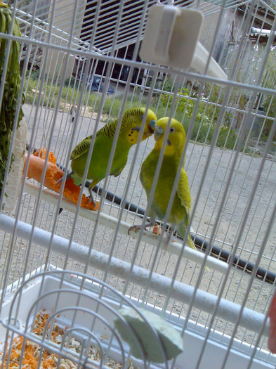 Imag041; de la ei sa inceput totul :)
