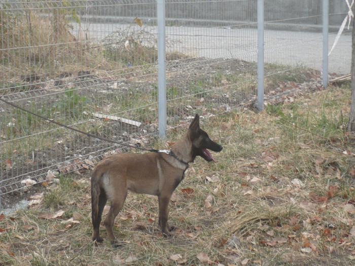 CIOBANESC BELGIAN-MALINOIS-CORA 3LUNI; MALINOIS 3LUNI
