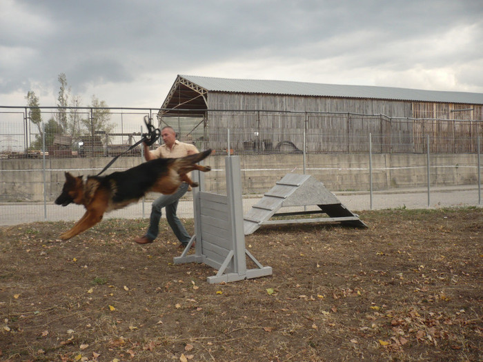 BUZZ-11LUNI - CIOBANESC GERMAN 2012 si ciobanesc malinois