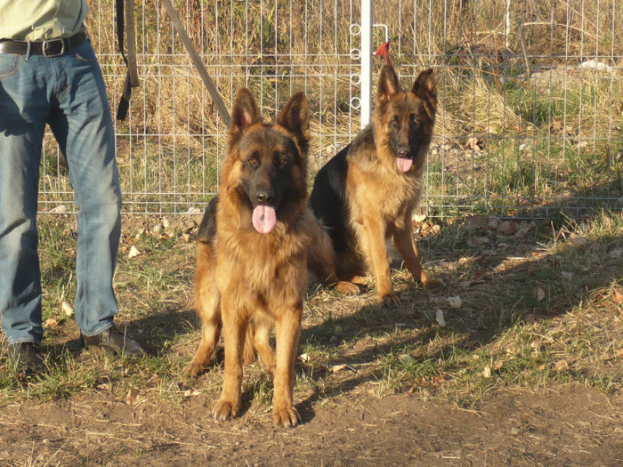 P1110041 - CIOBANESC GERMAN 2012 si ciobanesc malinois