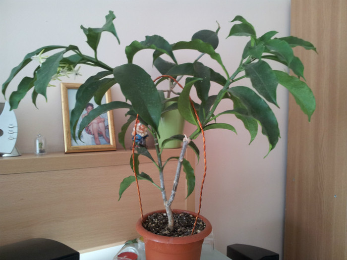 minunata mea multiflora - plantele mele