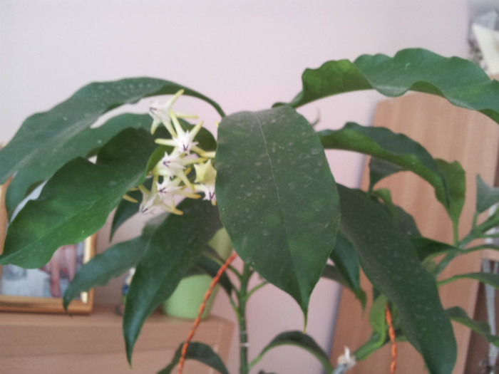 multiflora - plantele mele