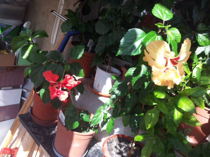 2 din 3 din culorile cu care l-am altoit - plantele mele