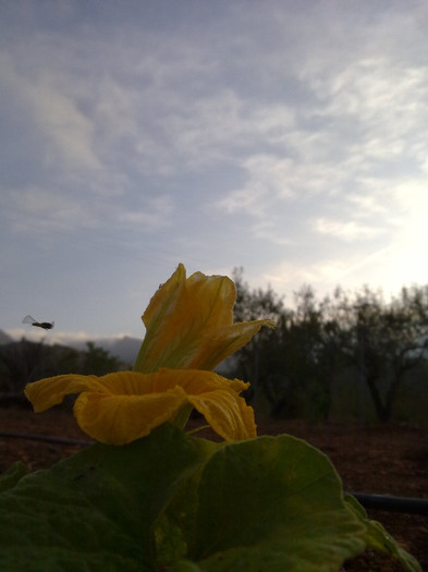 230920124375 - plante  insecte  viata