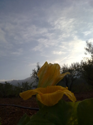 230920124376 - plante  insecte  viata