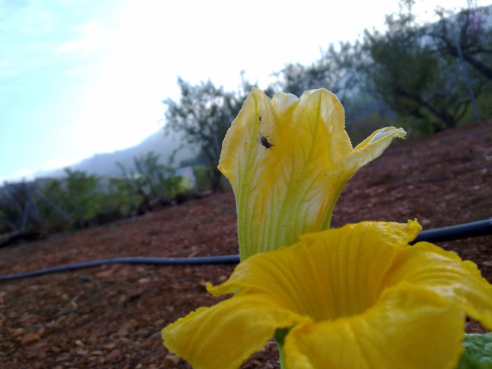 230920124379 - plante  insecte  viata