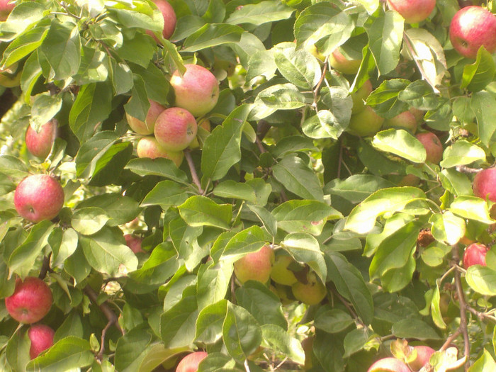 PIC04686 - arbori fructiferi