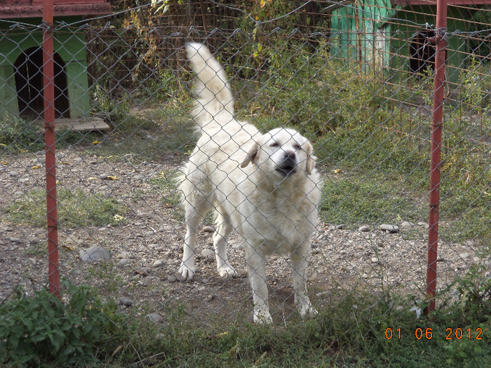 Femela de Kuvasz ciobanesc unguresc