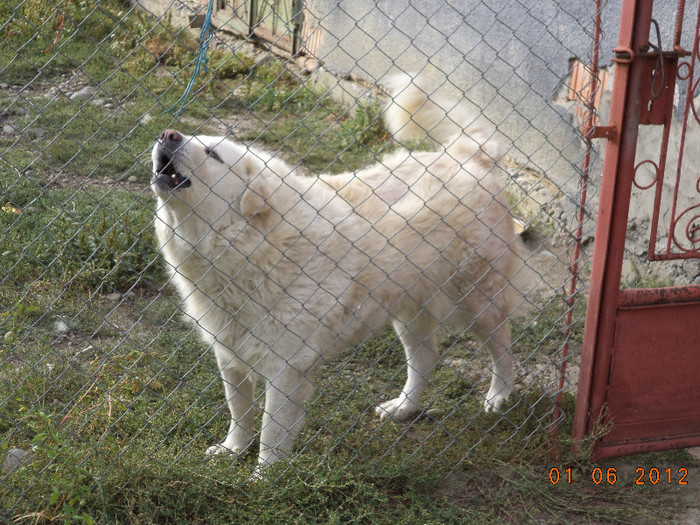 Alta femela de Kuvasz; Nici una din ele nu au fost duse la monta pacat.
