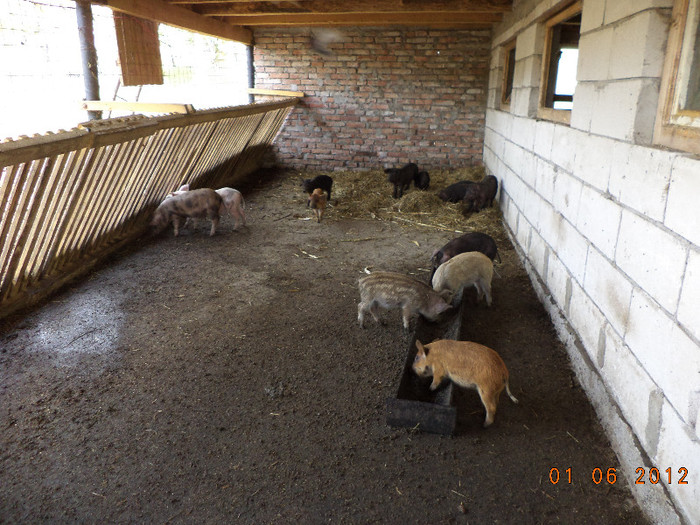 purceii de la scroafa de Mistret