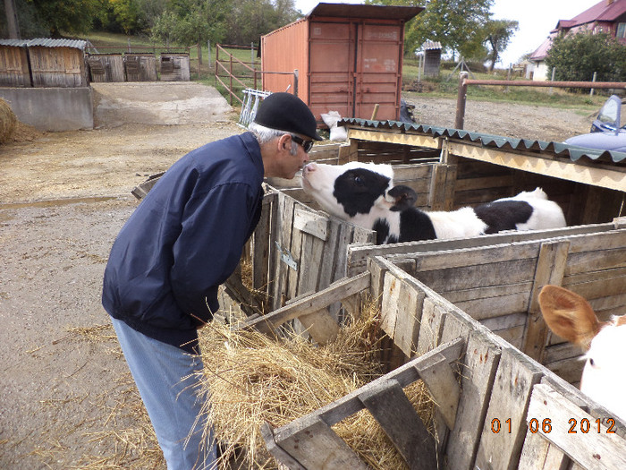 La o ferma de vaci in Iara de Mures - Iepurii tineri si gospodaria lui Csabi varul din Ilioara Mures
