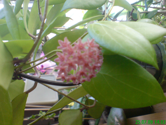 Hoya camphorifolia