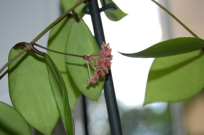 DSC_0036 - Camphorifolia