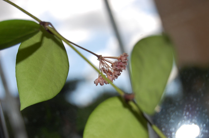 DSC_0038 - Camphorifolia