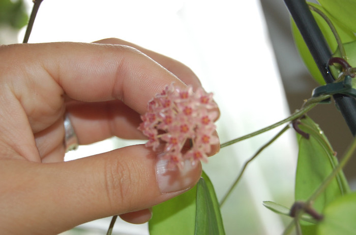 DSC_0041 - Camphorifolia