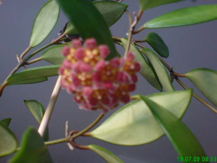 Peduncul davidcummingi