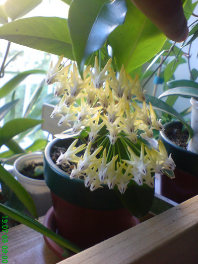 Hoya multi - Multiflora