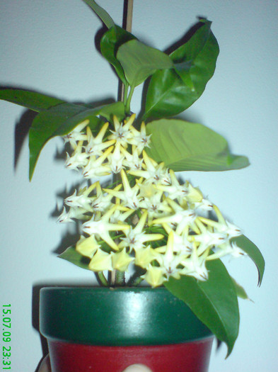 Hoya multiflora 1