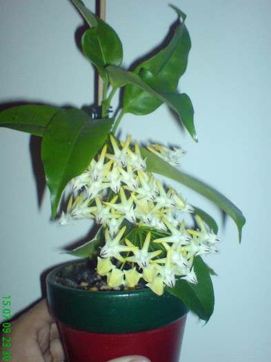 Hoya multiflora 2
