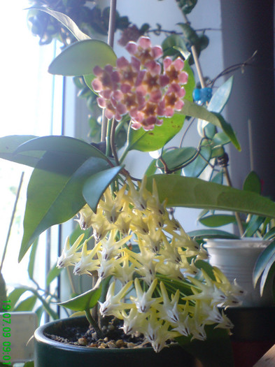 Hoya multiflora si davidcummingi - Multiflora