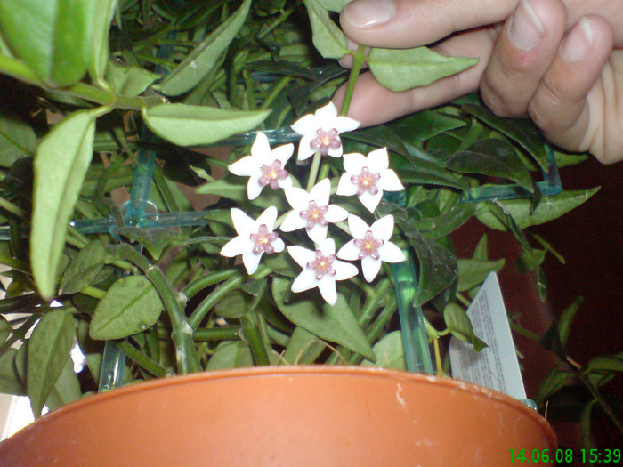 Hoya bella floare