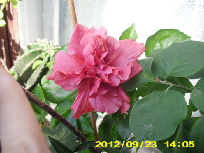 2012-07-08 410 - hibiscus