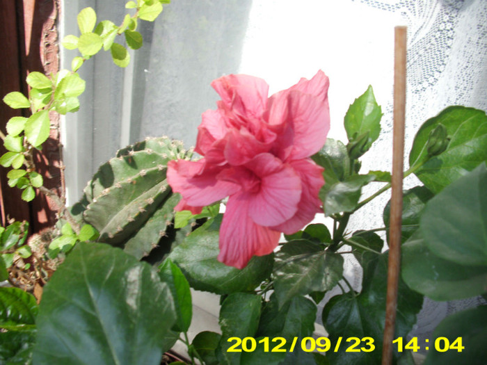 2012-07-08 409 - hibiscus
