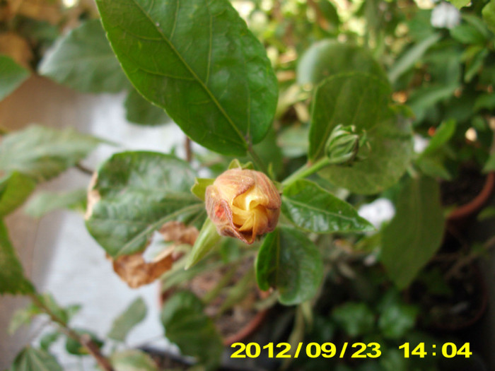 2012-07-08 408 - hibiscus