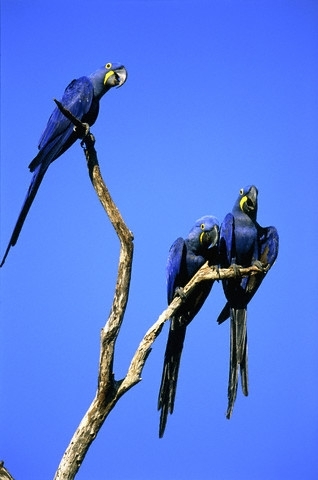 papagal_albastru_brazilian - Papagali albastri