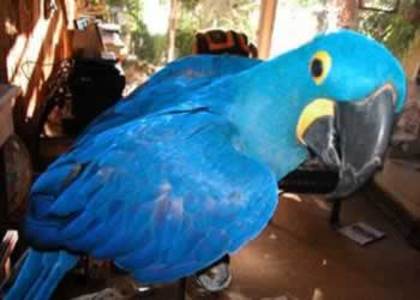 47guacamayo - Papagali albastri