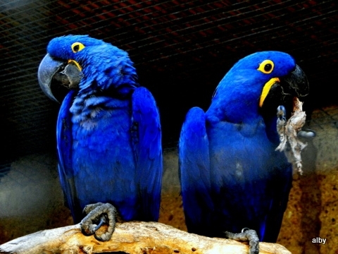 foto coperta - Papagali albastri