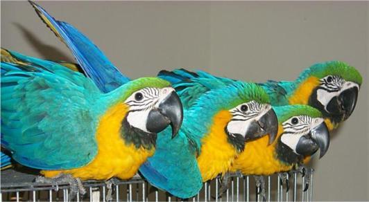 hablando-azul-y-oro-guacamayo-loros-regalo-49313047_3 - Papagali albastri