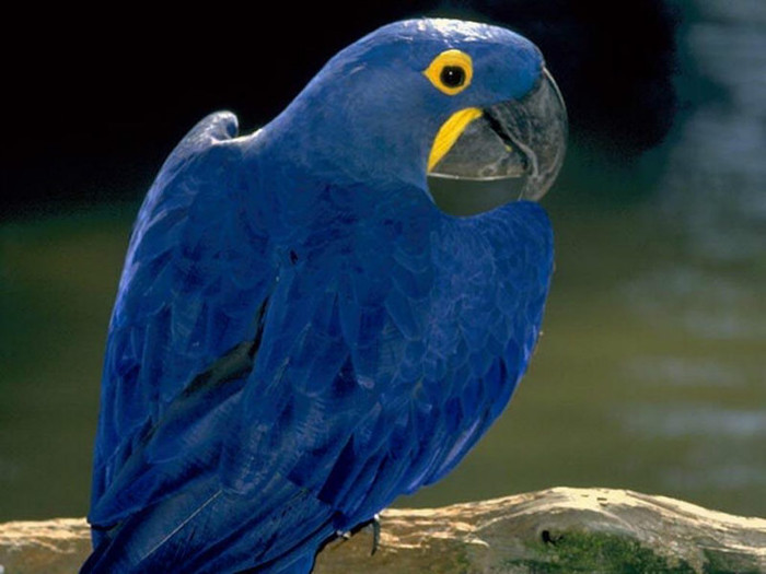 Loro-Azul - Papagali albastri