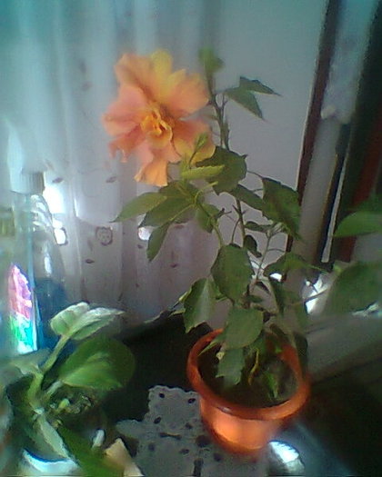 trebuia sa fie galben - hibiscusi 2012
