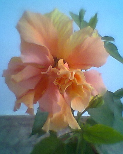Photo^^0136 - hibiscusi 2012