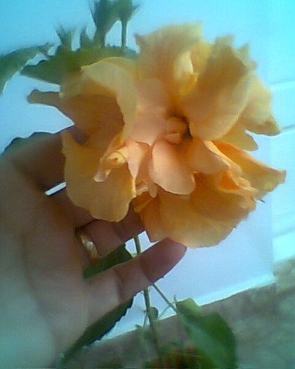Photo^^0150 - hibiscusi 2012