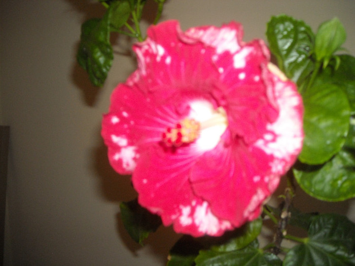 Hibiscus Rebels Rouse